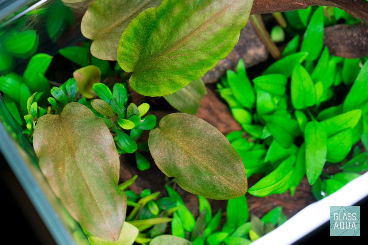Shop Lagenandra Meeboldii Red Aquatic Plants - Glass Aqua