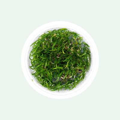 Shop Lilaeopsis Brasiliensis Aquatic Plants - Glass Aqua