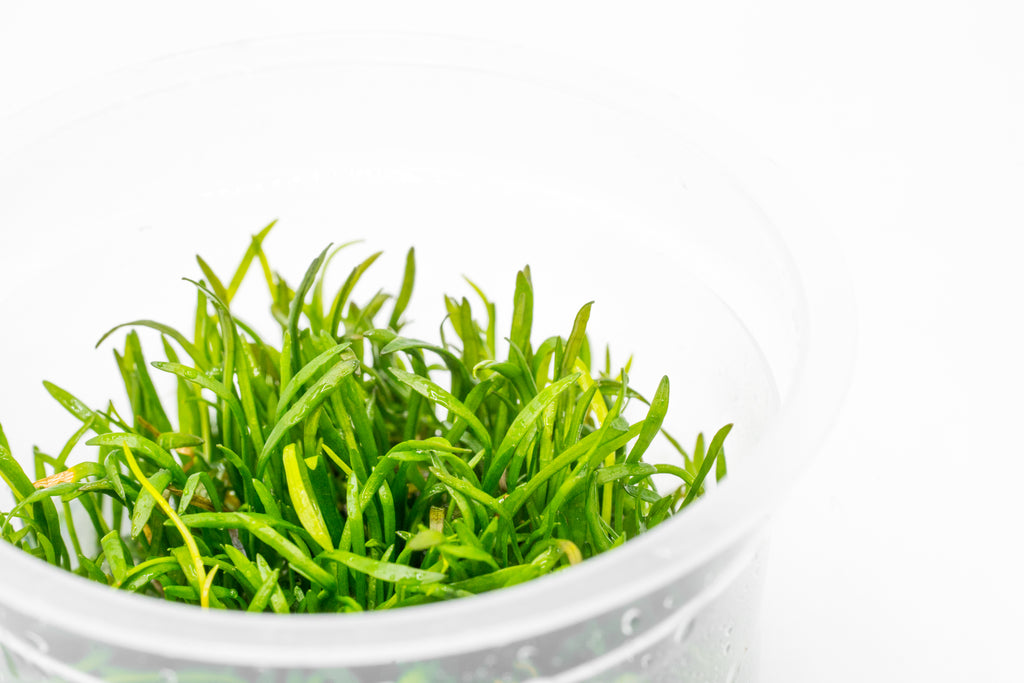 Shop Lilaeopsis Mauritiana Aquatic Plants - Glass Aqua