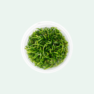 Shop Lilaeopsis Mauritiana Aquatic Plants - Glass Aqua