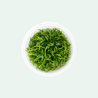 Shop Lilaeopsis Mauritiana Aquatic Plants - Glass Aqua