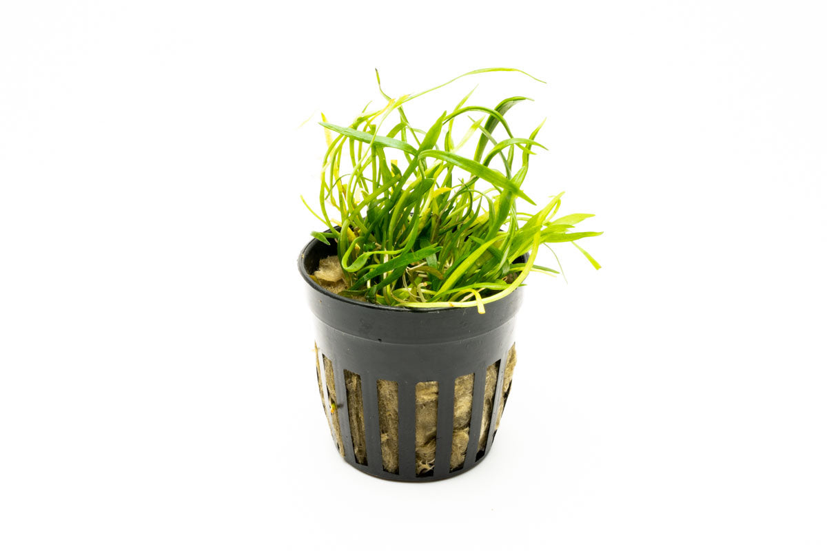 Lilaeopsis Novaezelandiae - Glass Aqua