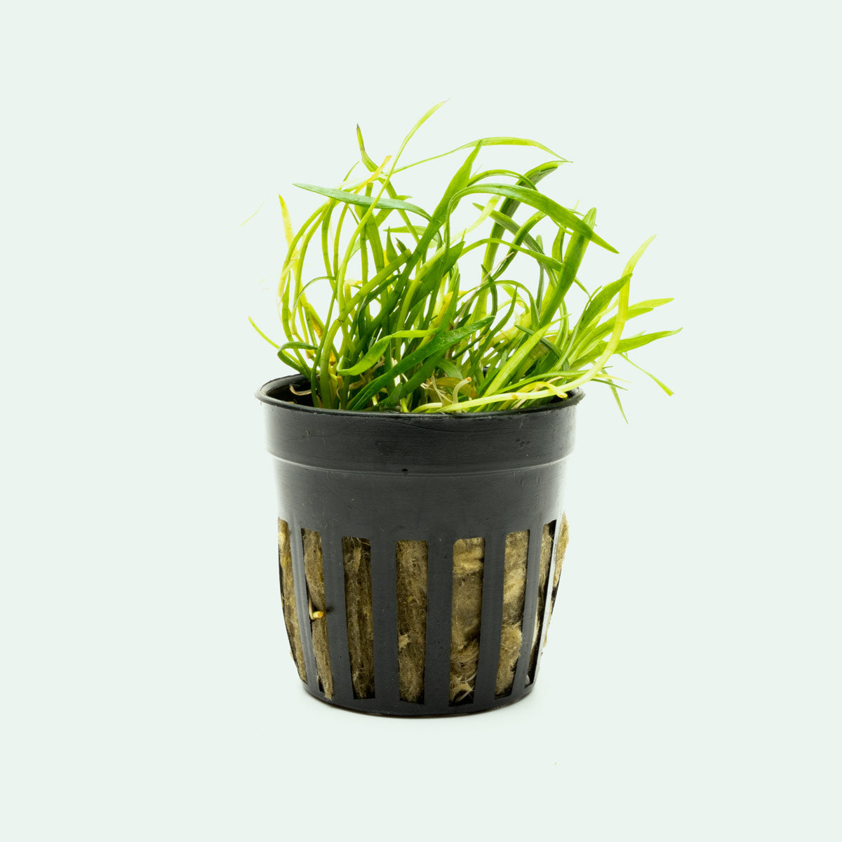 Lilaeopsis Novaezelandiae - Glass Aqua