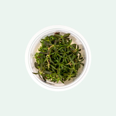 Limnophila Aromatica | Tissue Culture Aquarium Plant for Planted Tank
