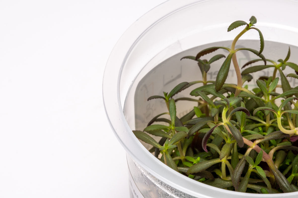 Limnophila Aromatica | Tissue Culture Aquarium Plant for Planted Tank