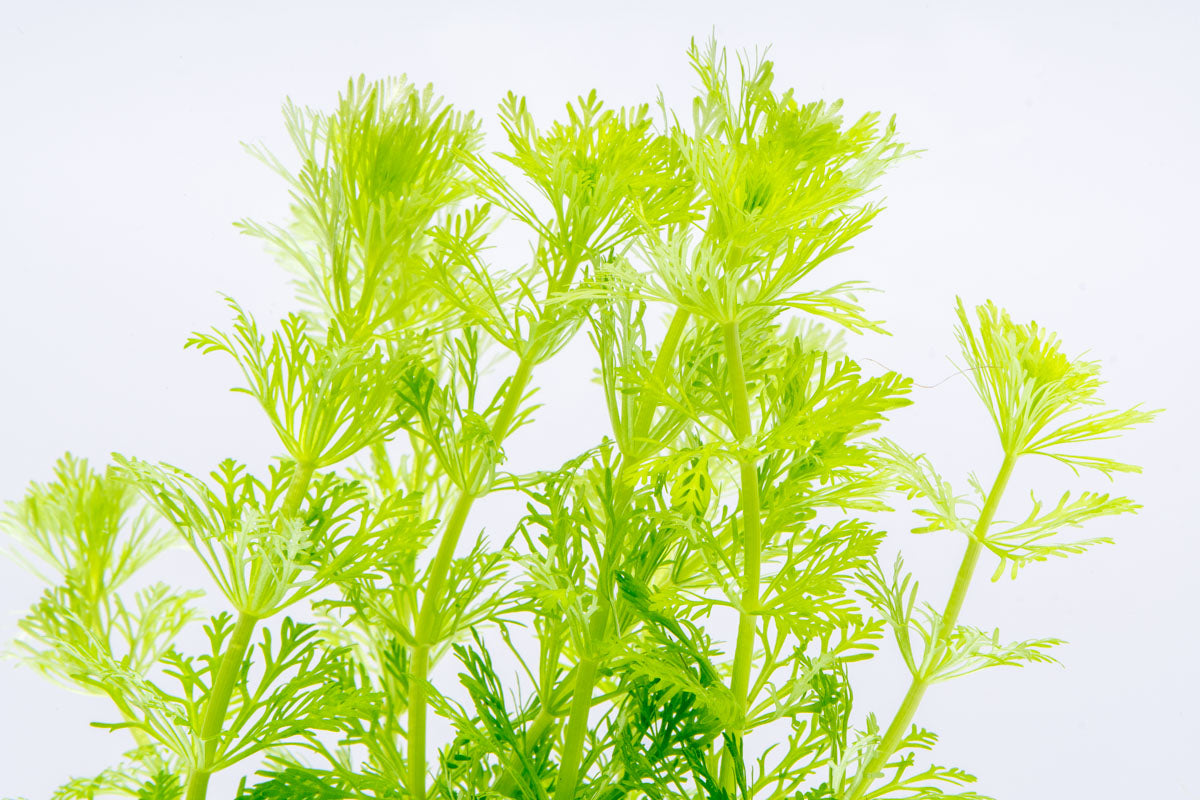 Limnophila Heterophylla - Glass Aqua