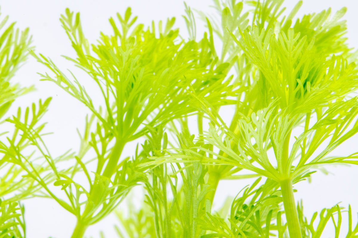 Limnophila Heterophylla - Glass Aqua