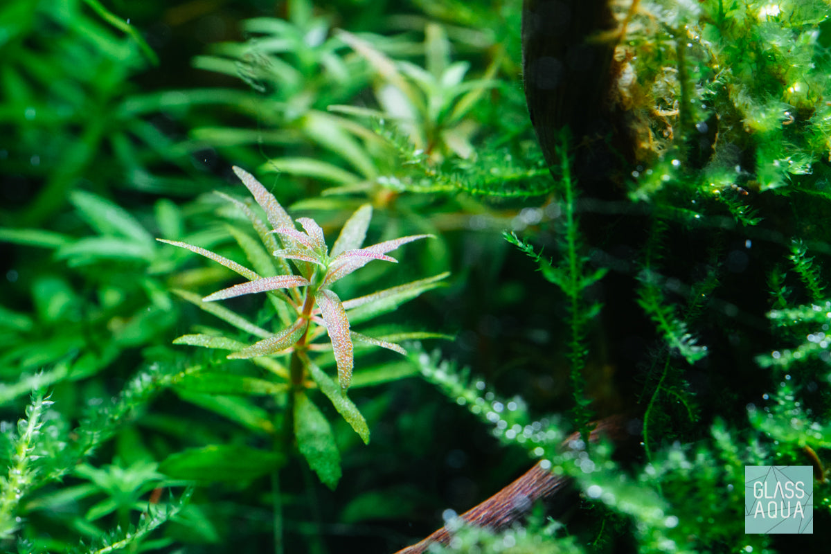 Shop Limnophila Mini Vietnam Aquatic Plants - Glass Aqua