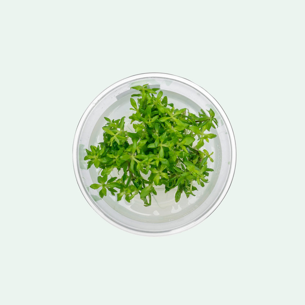 Limnophila Vietnam Aquarium Plant | Shop Tissue Culture - Glass Aqua