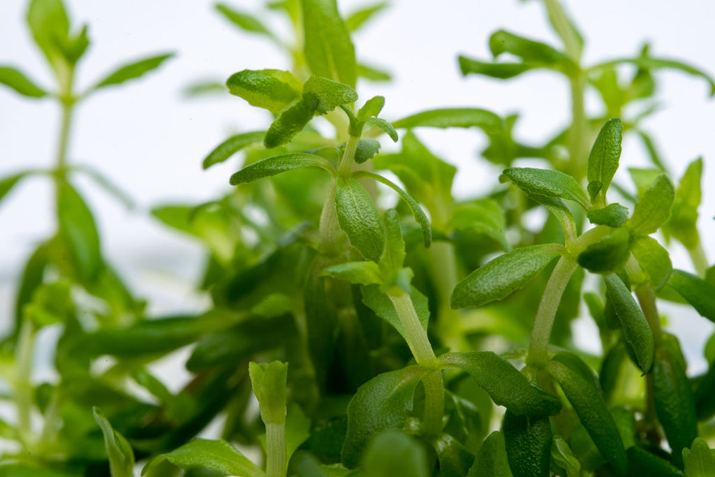 Limnophila Vietnam Aquarium Plant | Shop Tissue Culture - Glass Aqua