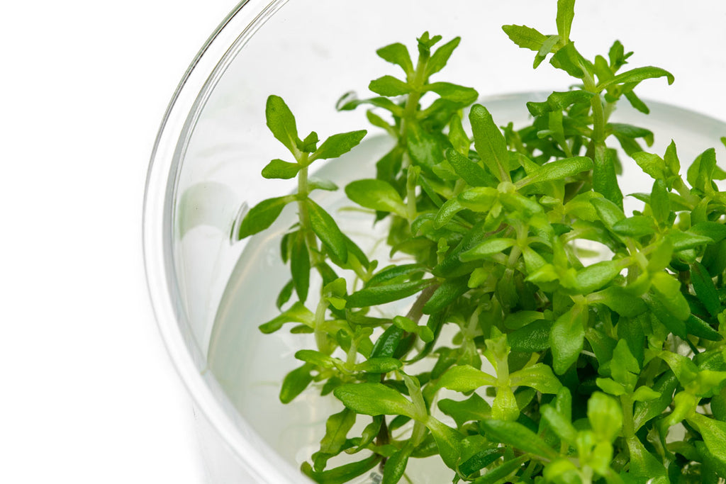 Limnophila Vietnam Aquarium Plant | Shop Tissue Culture - Glass Aqua