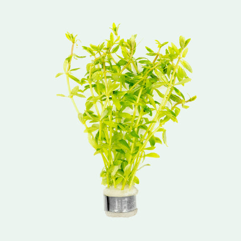 Shop Limnophila Mini Vietnam Aquatic Plants - Glass Aqua