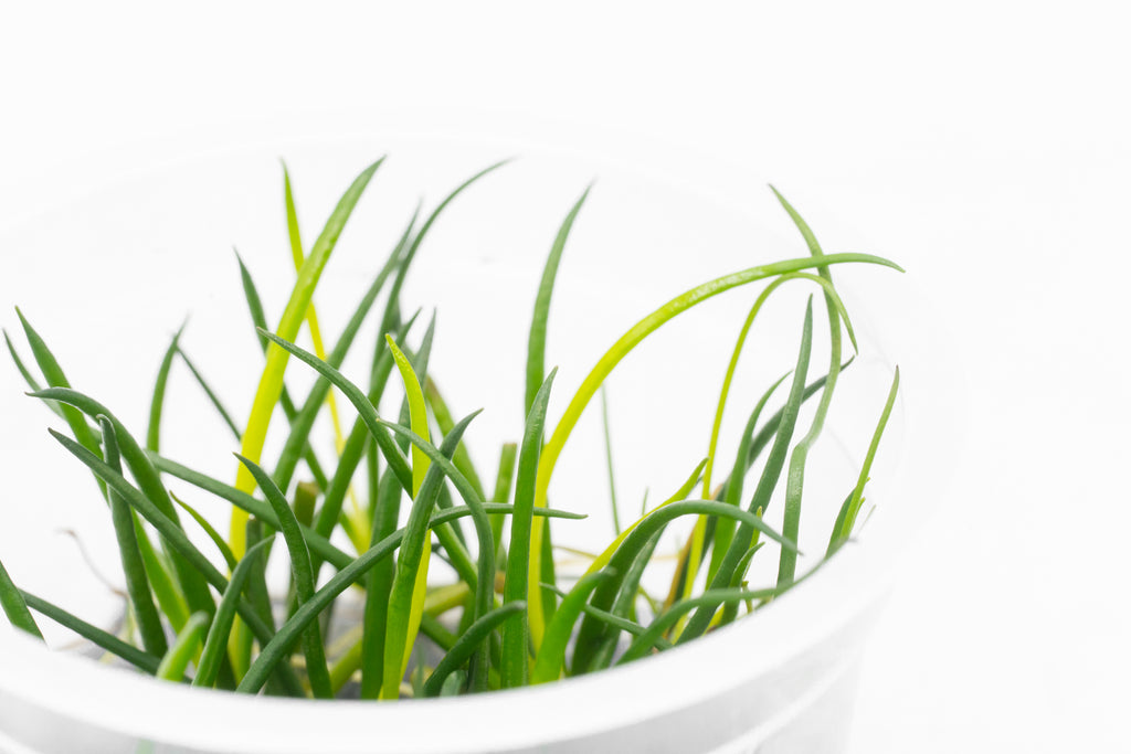 Shop Littorella Uniflora Aquatic Plants - Glass Aqua