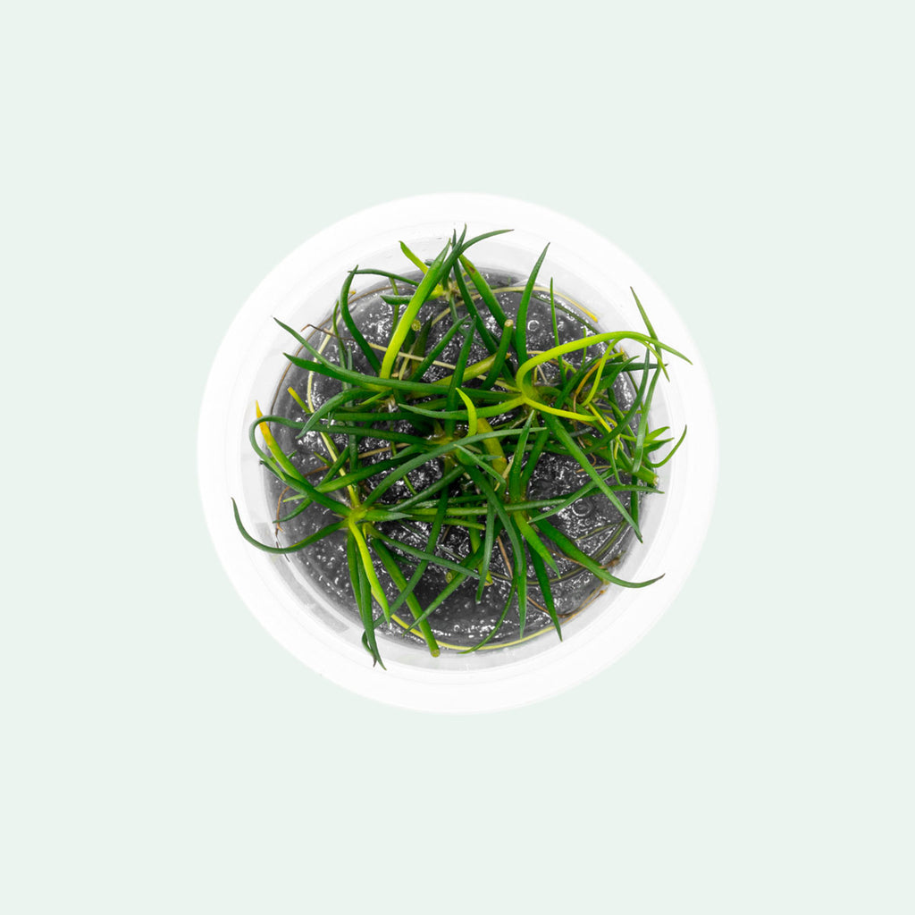 Shop Littorella Uniflora Aquatic Plants - Glass Aqua