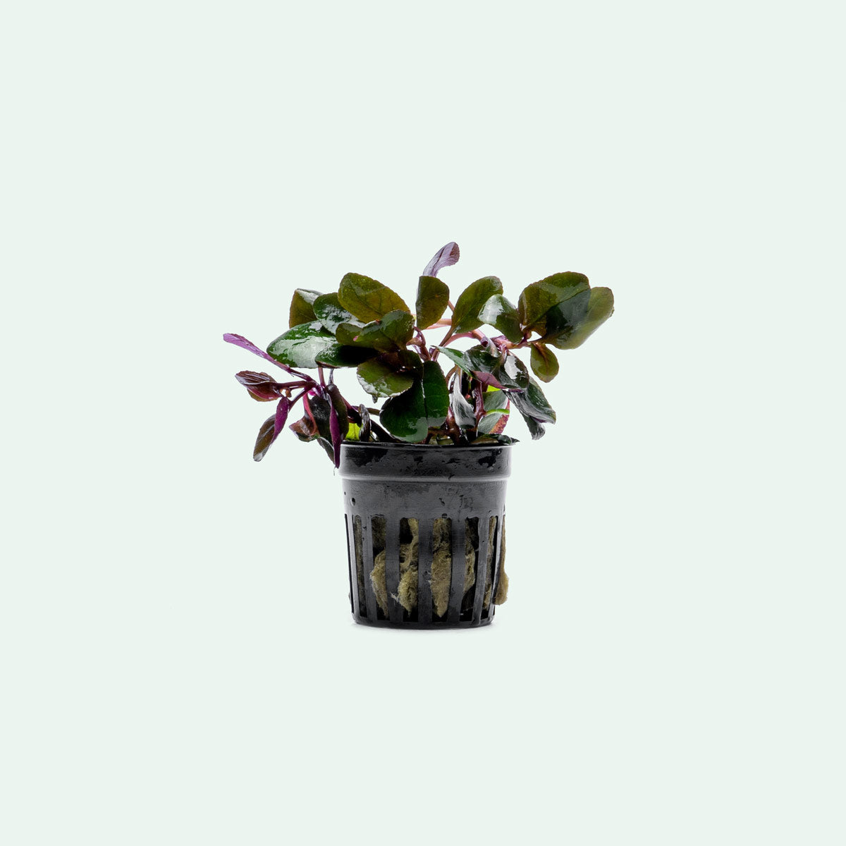 Lobelia Cardinalis Aquarium Plant | Shop Aquatic Plants  - Glass Aqua 