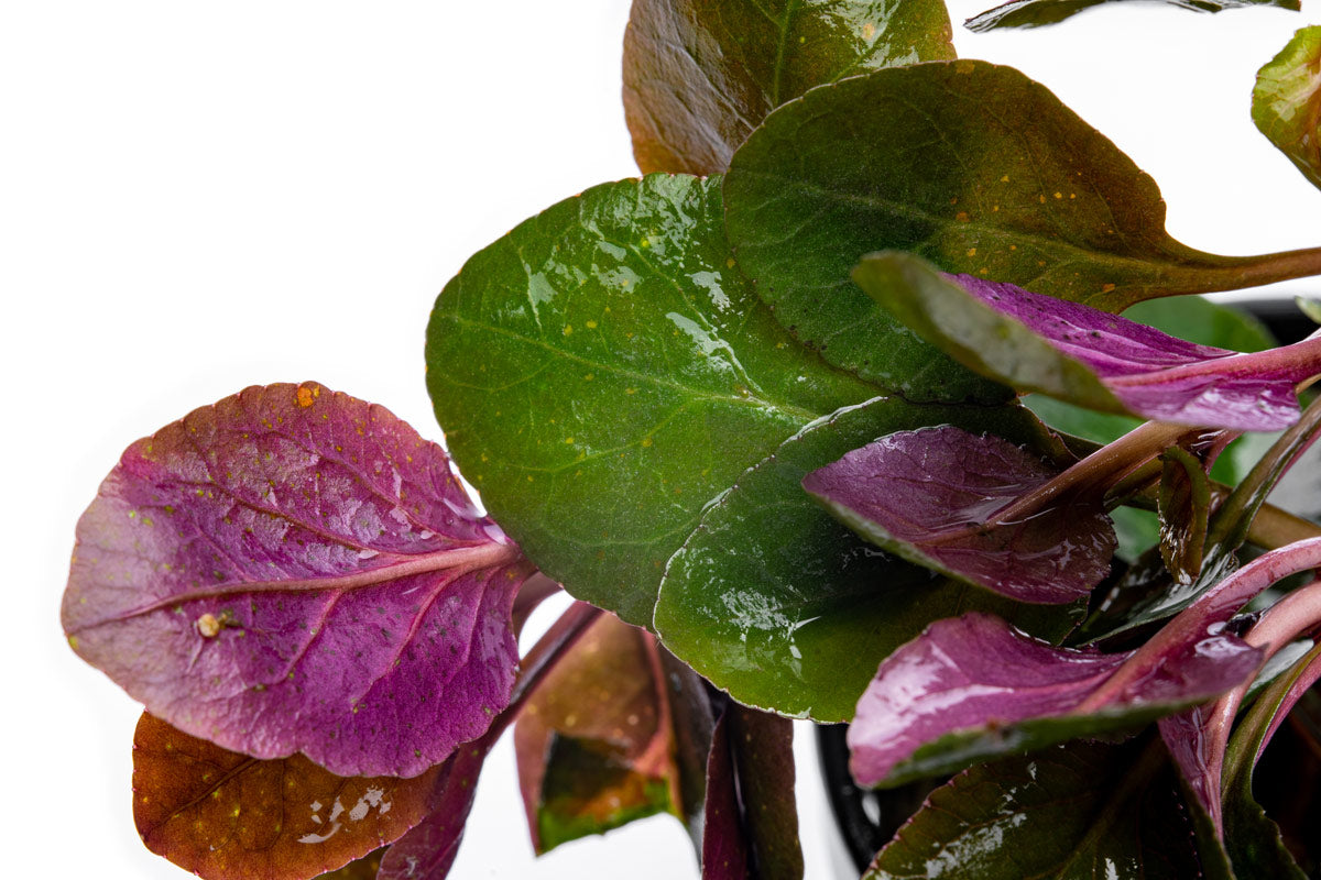 Lobelia Cardinalis Aquarium Plant | Shop Aquatic Plants  - Glass Aqua