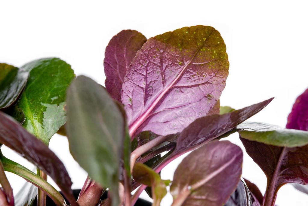 Lobelia Cardinalis Aquarium Plant | Shop Aquatic Plants  - Glass Aqua 