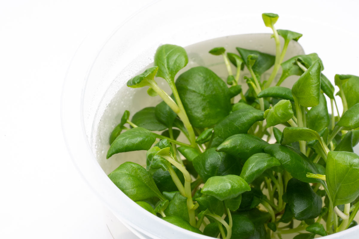 Shop Lobelia Cardinalis Mini Aquatic Farmer Tissue Culture Aquatic Plants - Glass Aqua