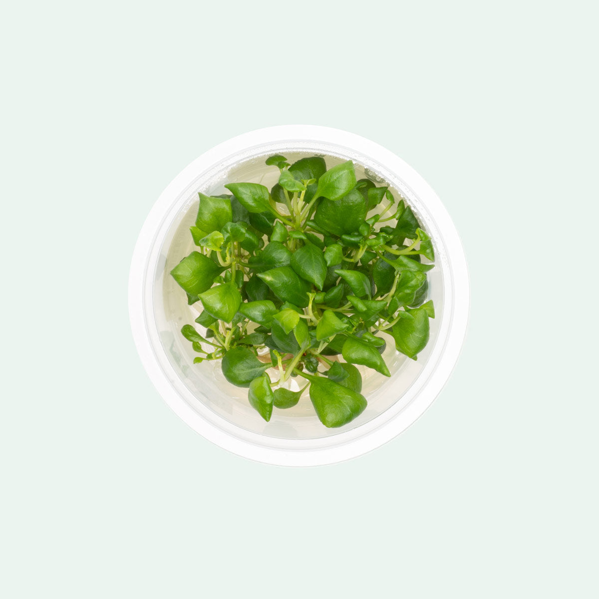 Shop Lobelia Cardinalis Mini Aquatic Farmer Tissue Culture Aquatic Plants - Glass Aqua