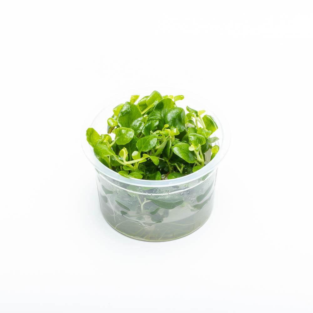 Shop Lobelia Cardinalis Mini Aquatic Farmer Tissue Culture Aquatic Plants - Glass Aqua