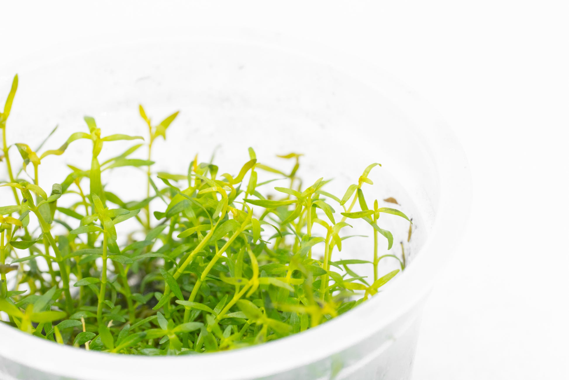 Shop Ludwigia Arcuata Aquatic Plants - Glass Aqua