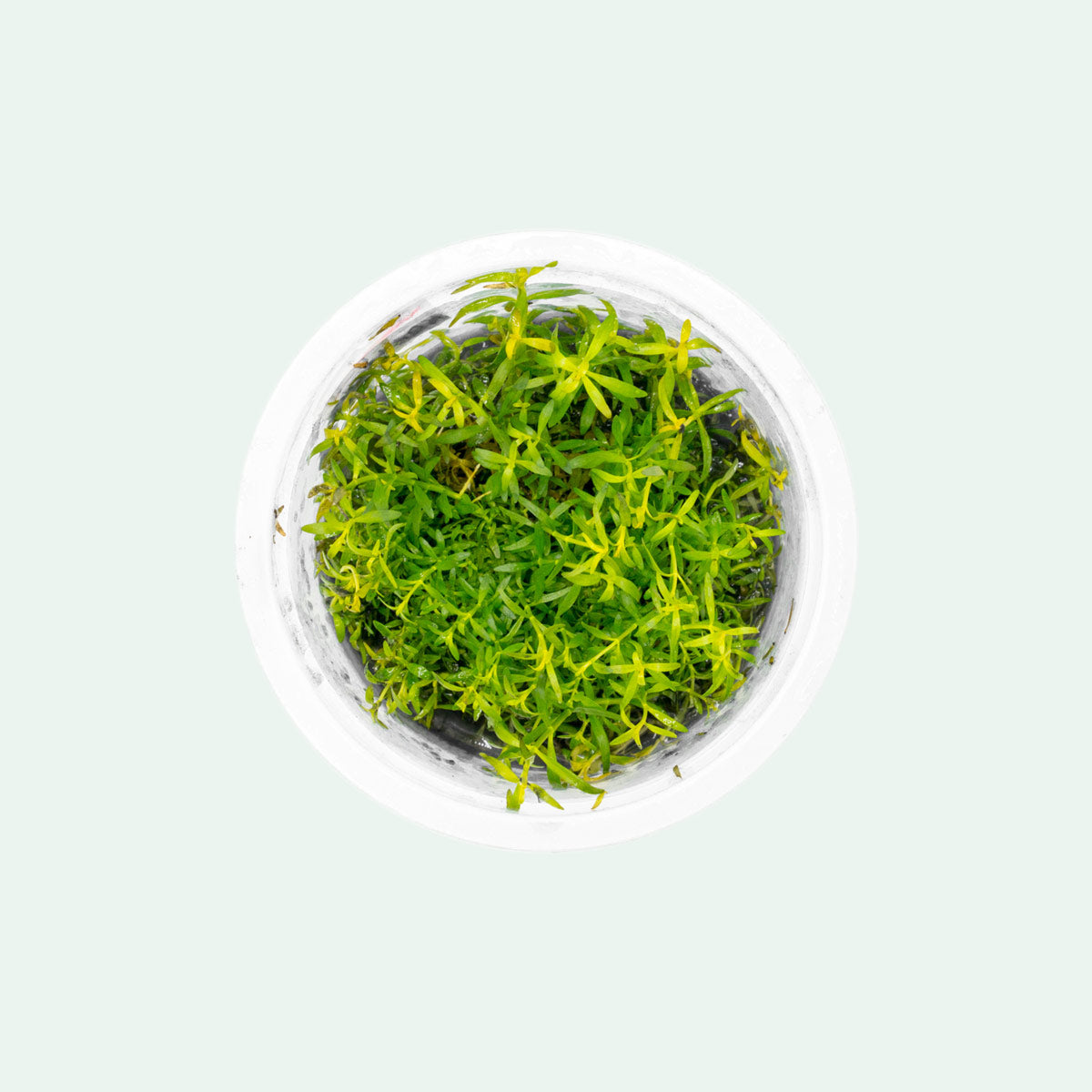 Shop Ludwigia Arcuata Aquatic Plants - Glass Aqua