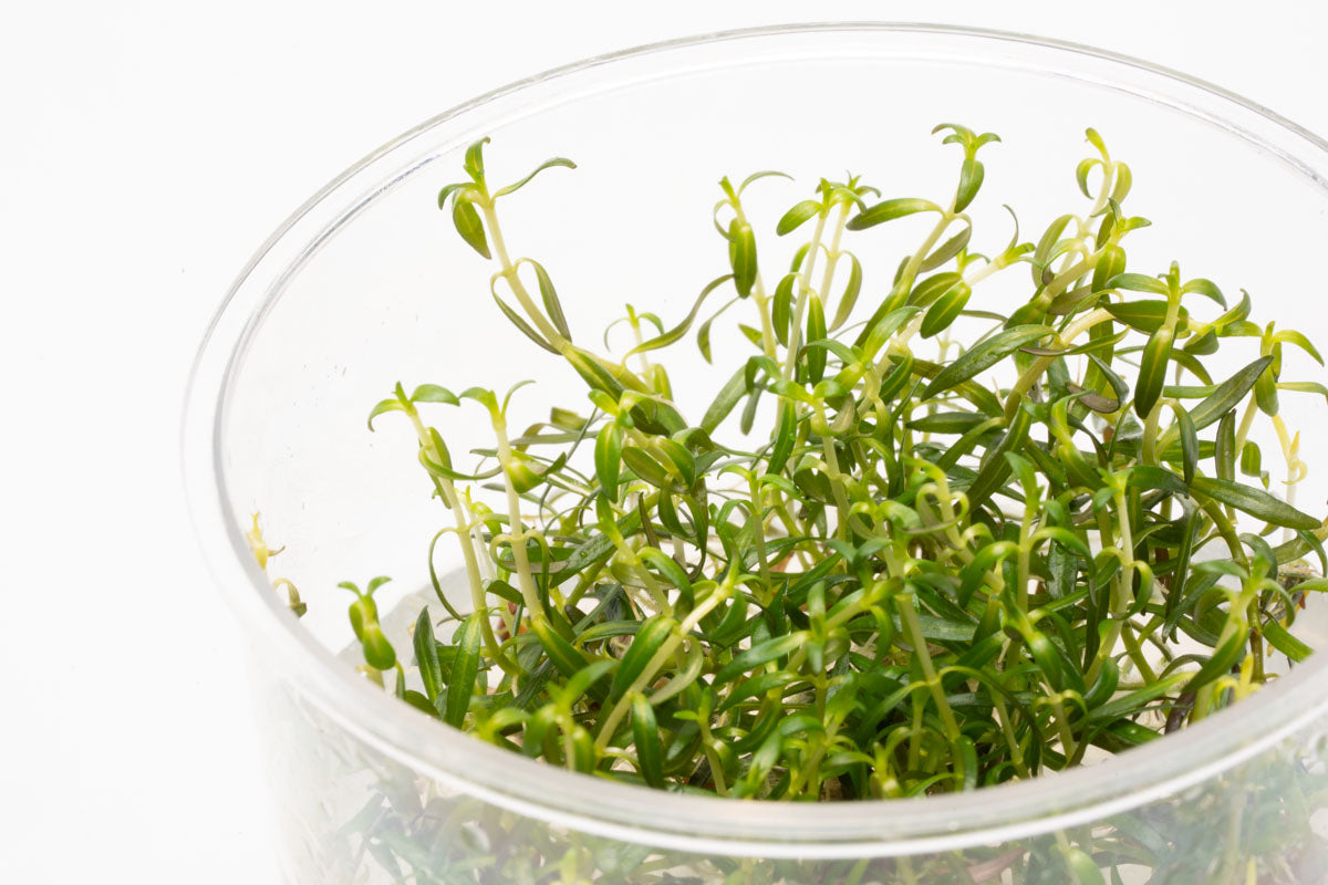 Shop Ludwigia Arcuata Tissue Culture Aquatic Plants - Glass Aqua