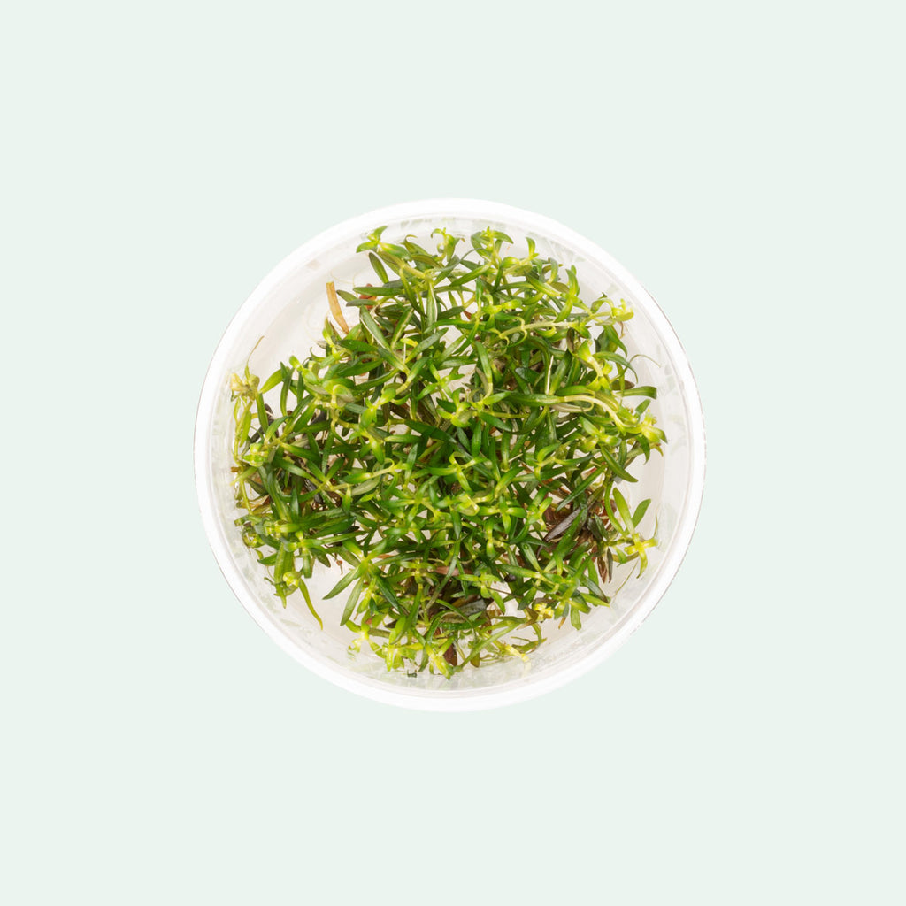 Shop Ludwigia Arcuata Tissue Culture Aquatic Plants - Glass Aqua