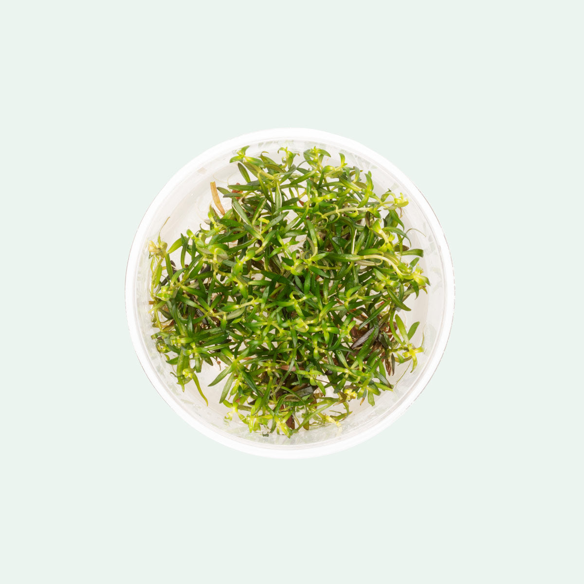 Shop Ludwigia Arcuata Tissue Culture Aquatic Plants - Glass Aqua