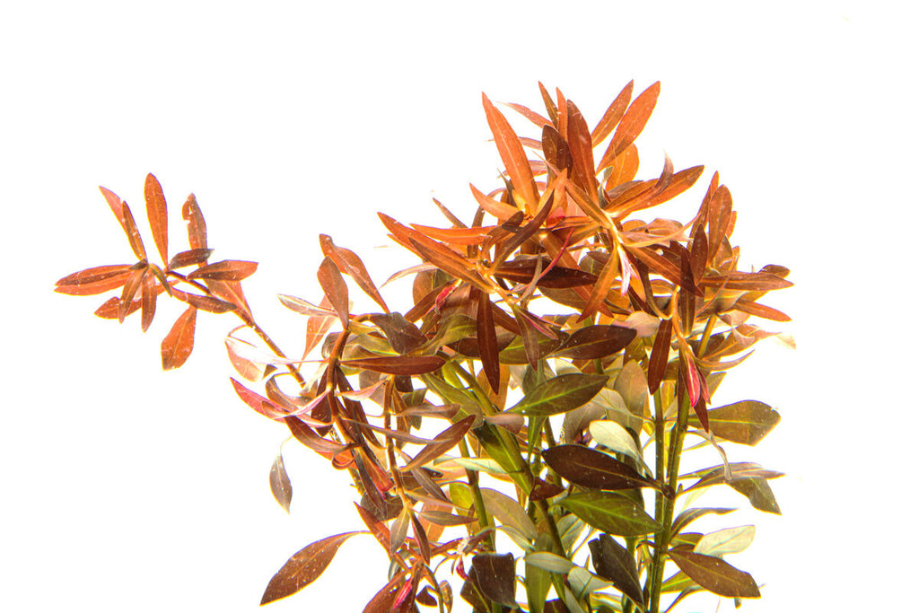Ludwigia Brevipes - Glass Aqua