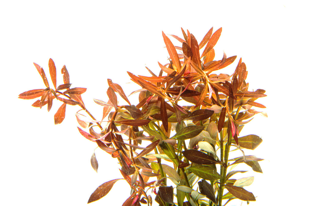 Ludwigia Brevipes - Glass Aqua