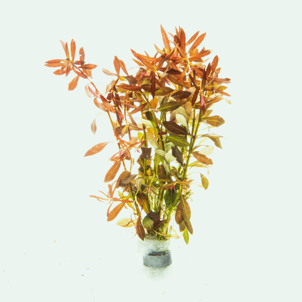 Ludwigia Brevipes - Glass Aqua