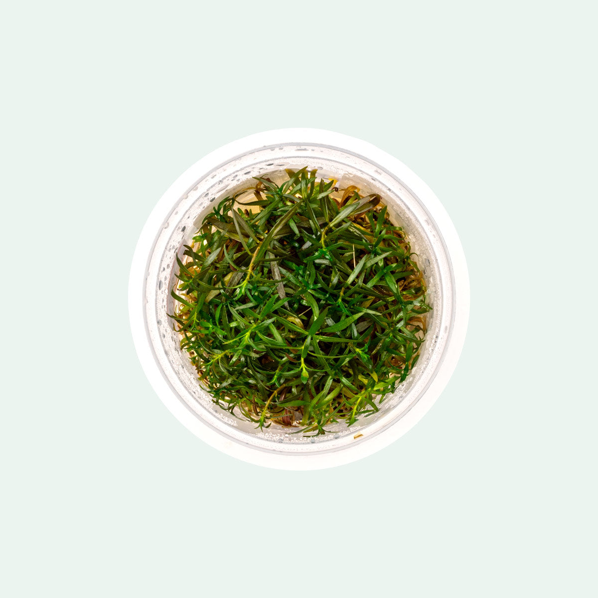 Ludwigia Crystal Tissue Culture - Glass Aqua