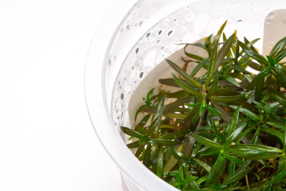 Ludwigia Crystal Tissue Culture - Glass Aqua