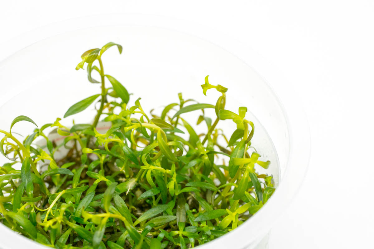 Ludwigia Crystal Aquarium Aquatic Stem Plant - Glass Aqua