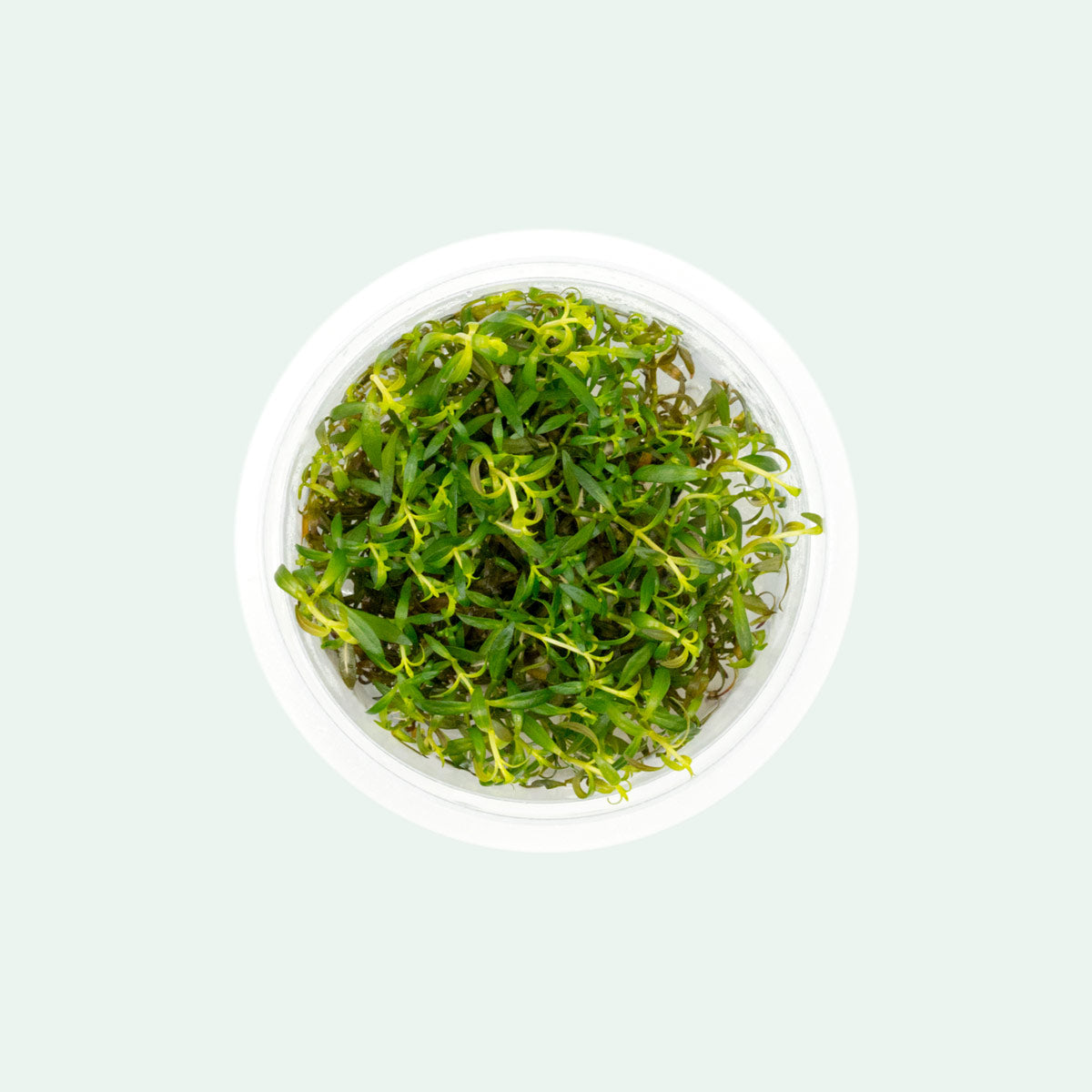 Ludwigia Crystal Aquarium Aquatic Stem Plant - Glass Aqua