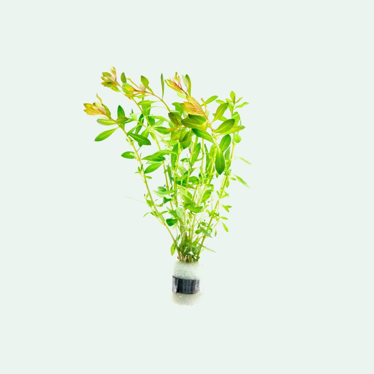 Ludwigia Crystal Aquarium Aquatic Stem Plant - Glass Aqua