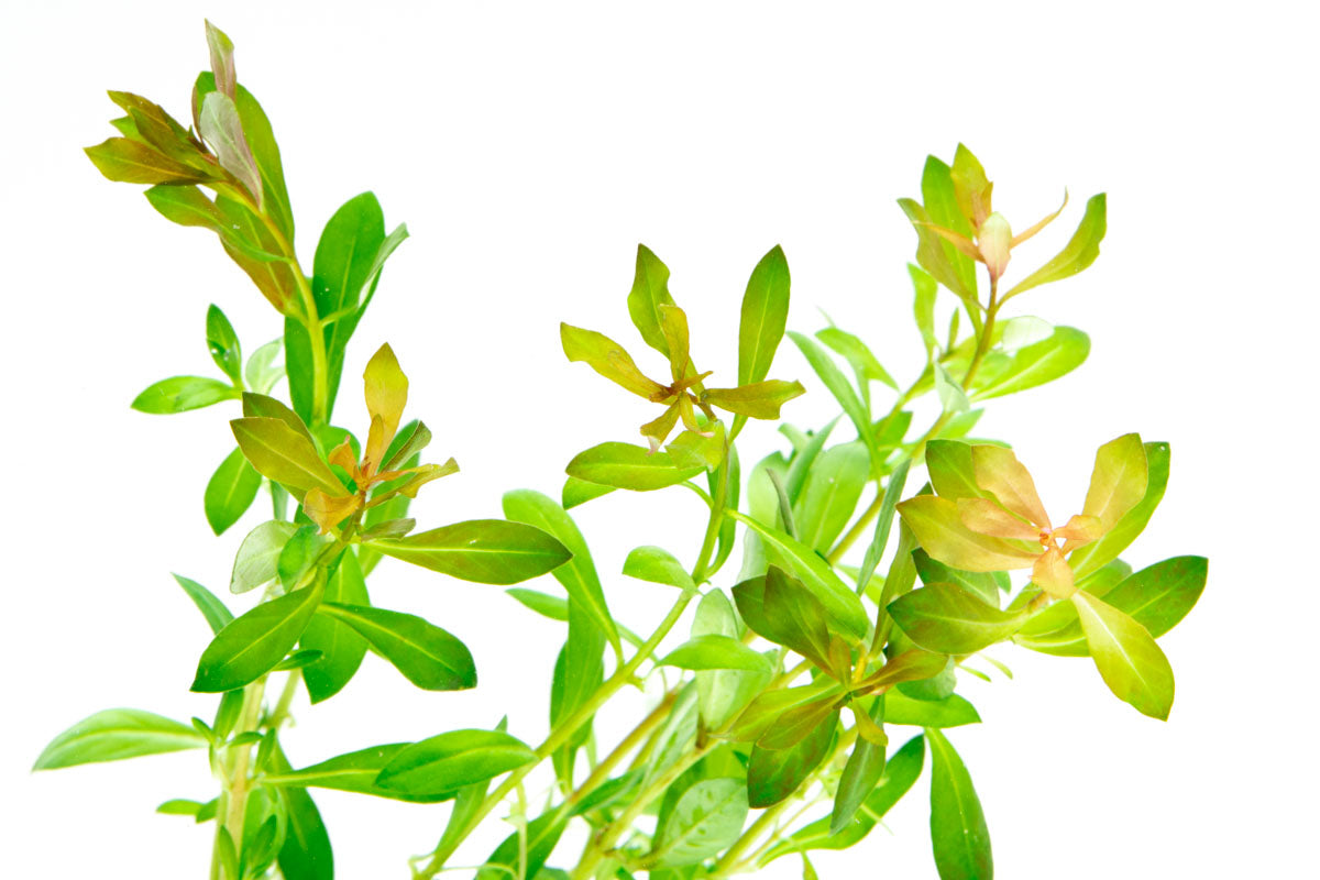 Ludwigia Crystal Aquarium Aquatic Stem Plant - Glass Aqua