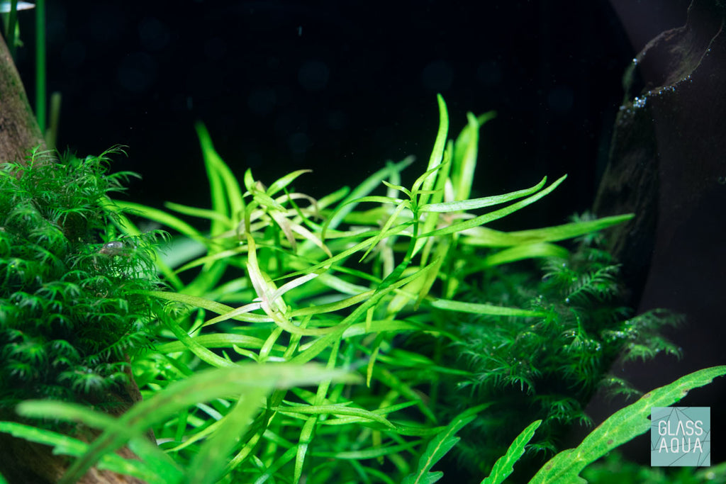 Ludwigia Crystal Aquarium Aquatic Stem Plant - Glass Aqua