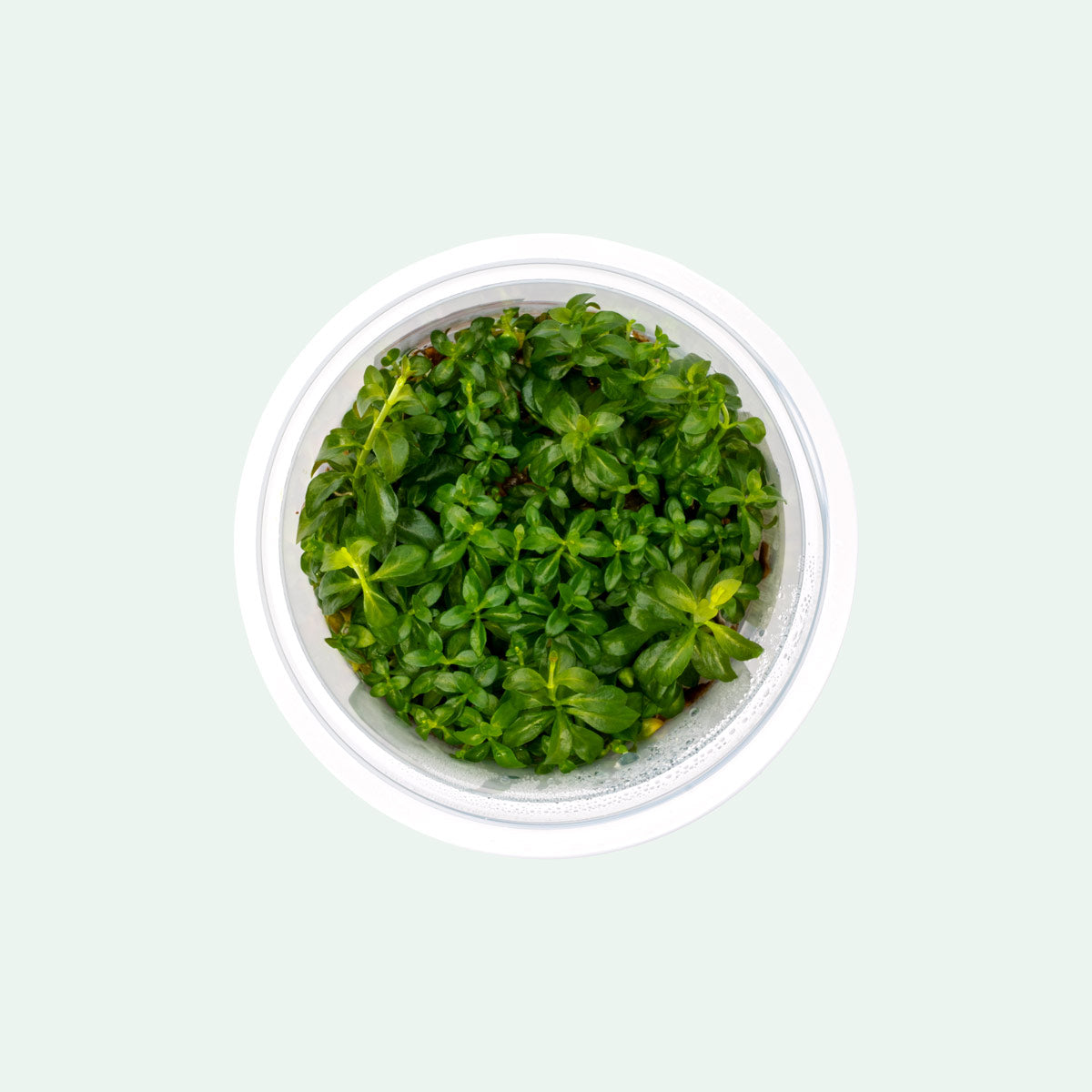 Ludwigia Dark Orange Tissue Culture - Glass Aqua