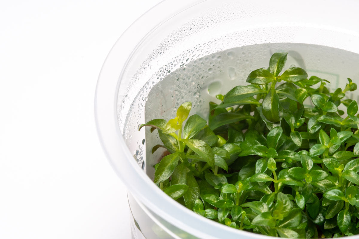 Ludwigia Dark Orange Tissue Culture - Glass Aqua
