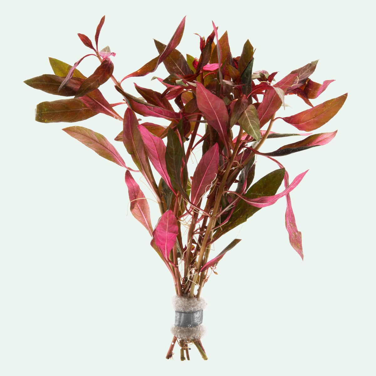 Ludwigia Glandulosa - Glass Aqua