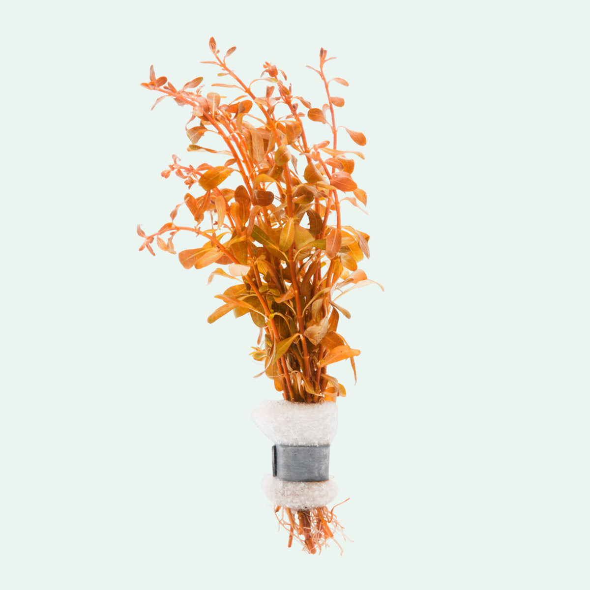Ludwigia Inclinata - Glass Aqua