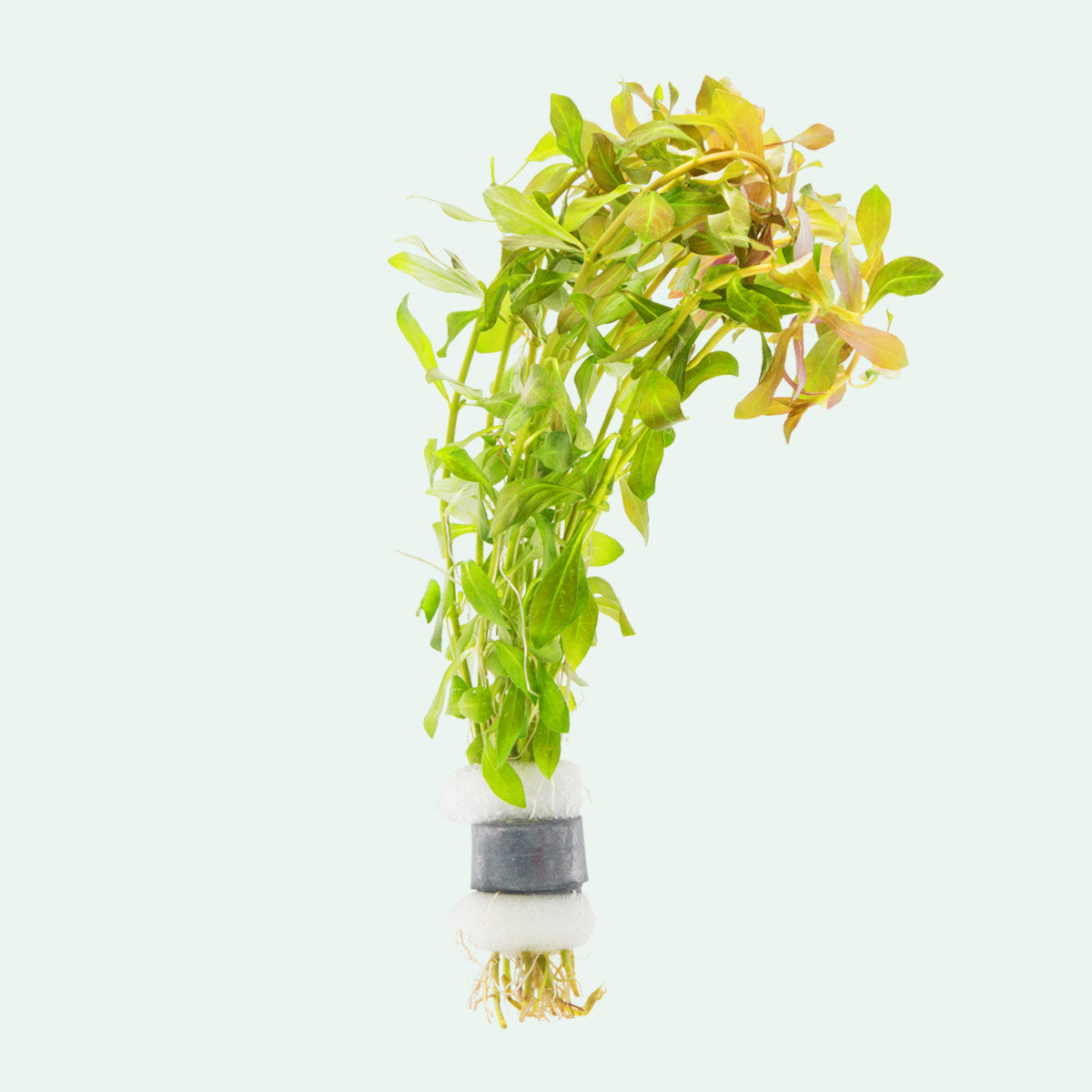 Ludwigia Palustris - Glass Aqua
