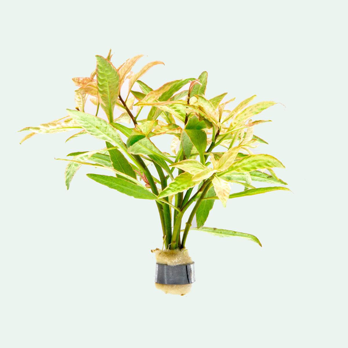 Shop Ludwigia White Aquatic Plants - Glass Aqua