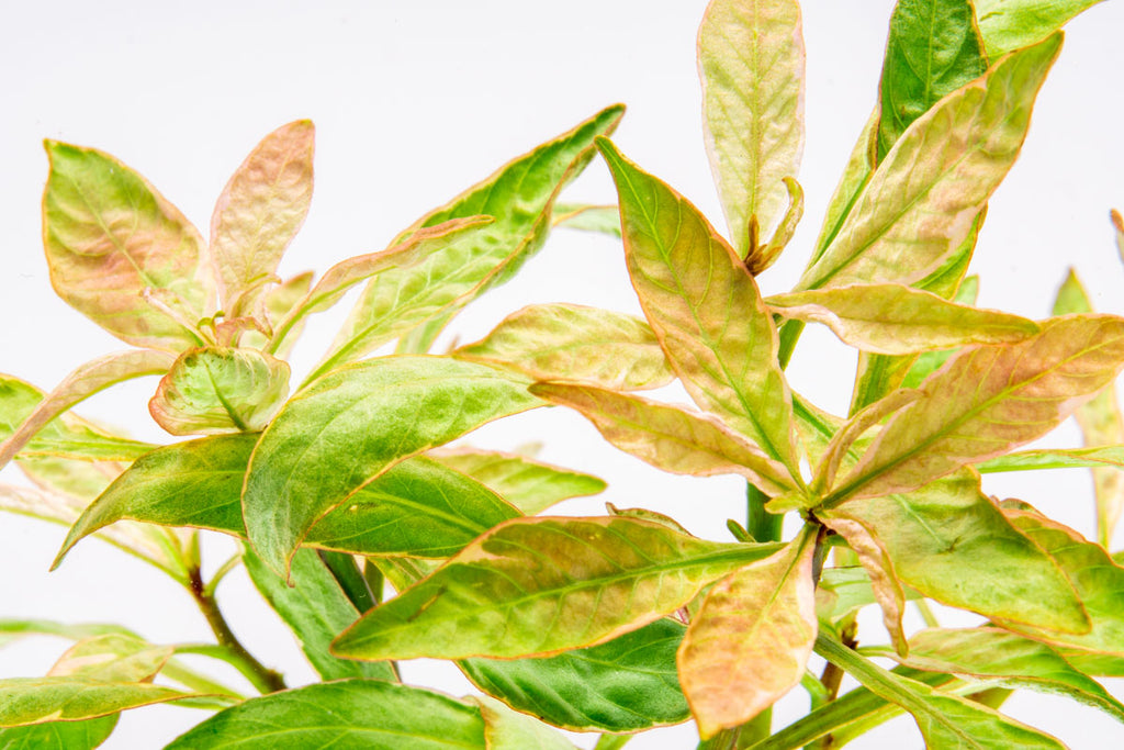 Shop Ludwigia White Aquatic Plants - Glass Aqua