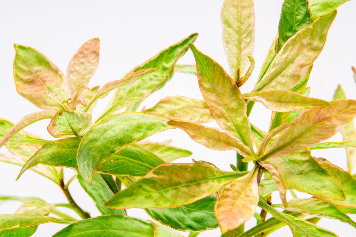 Shop Ludwigia White Aquatic Plants - Glass Aqua