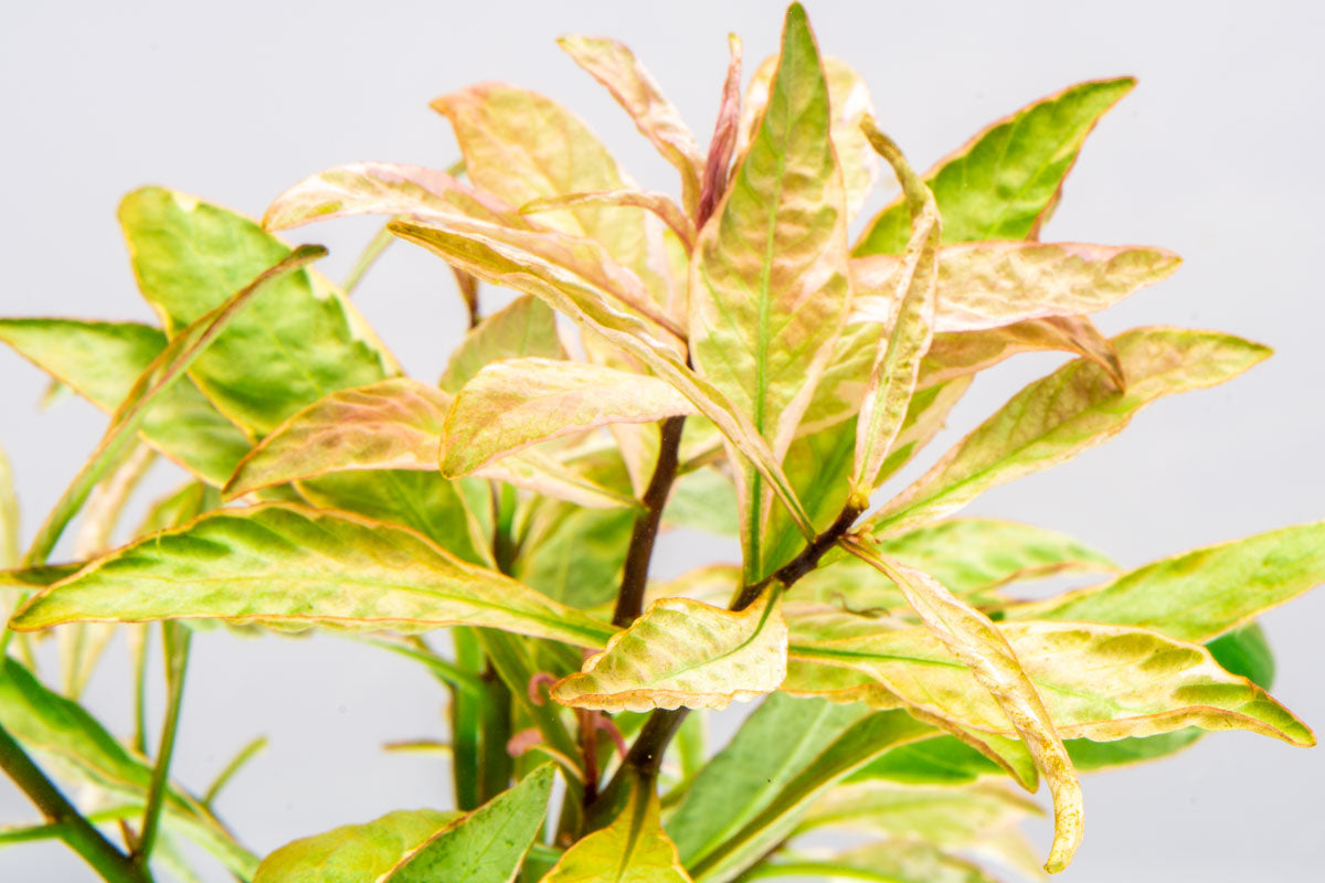 Shop Ludwigia White Aquatic Plants - Glass Aqua