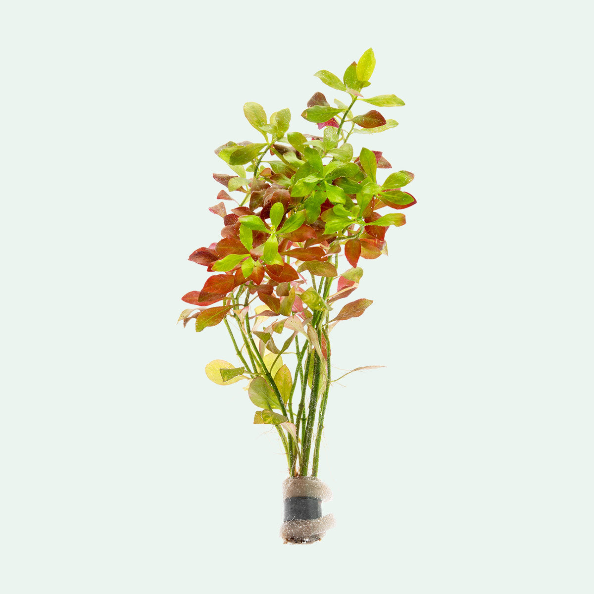Ludwigia Repens - Glass Aqua
