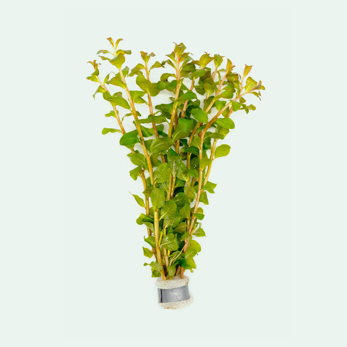 Shop Ludwigia Senegalensis Aquatic Plants - Glass Aqua